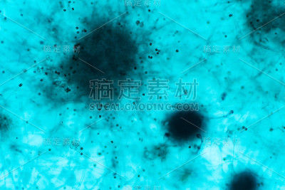 曲霉(霉菌)在显微镜下进行教育。