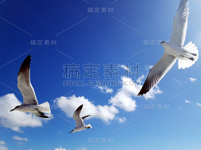 蓝天，飞翔的海鸥
