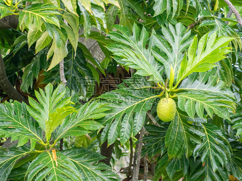 面包果树是古代航海的波利尼西亚人带到夏威夷的最重要的植物之一。