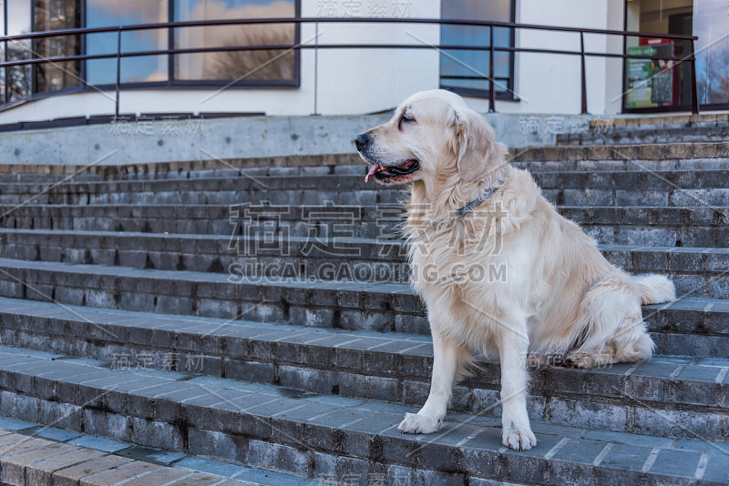 在拉脱维亚里加的楼梯上摆姿势的金毛猎犬