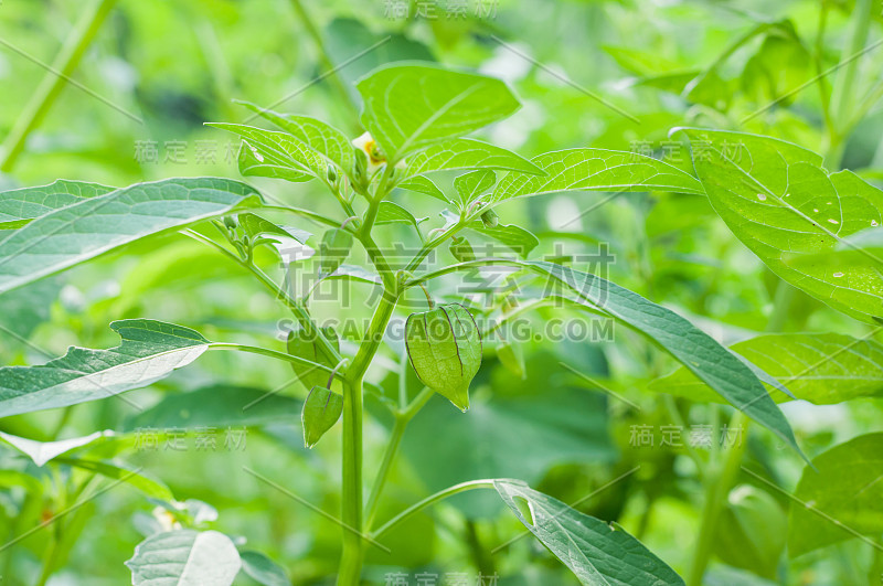 用绿色印加浆果/醋栗/水果擦洗