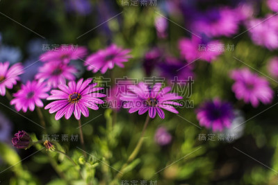 野花