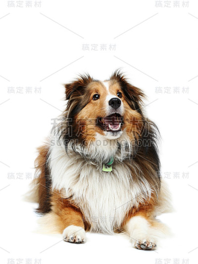 白色背景上的农场狗