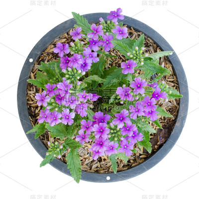 Verbena (verbenas或vervains)