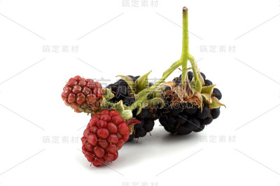 黑莓