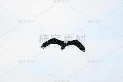 垂钓时从下面看到一只秃鹰