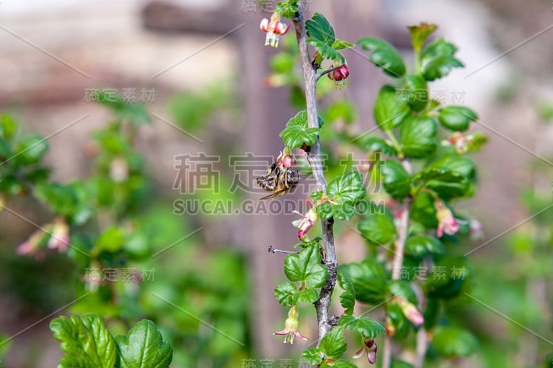 蜜蜂在醋栗灌木上采集花粉和花蜜，制成具有药用价值的甜蜂蜜。