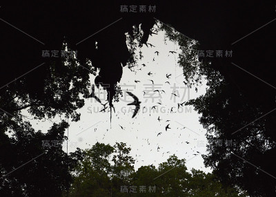 亚洲泰国soppong洞穴鸟