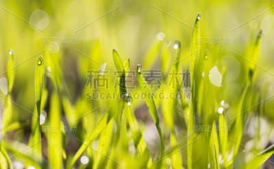 清晨青草上的露珠