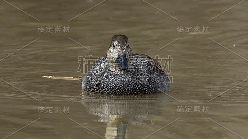 弗吉尼亚州亨特利草地公园的Gadwall Duck