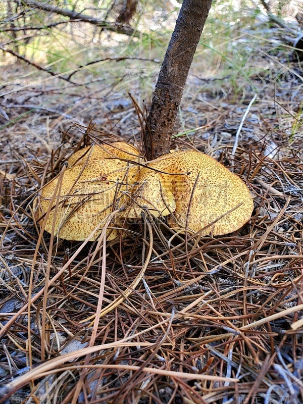 黄色的牛肝菌