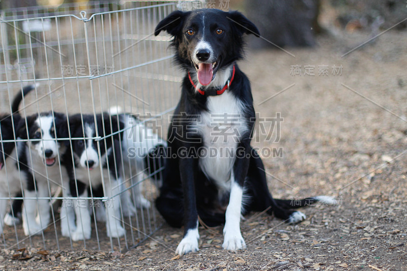 边境牧羊犬的家庭