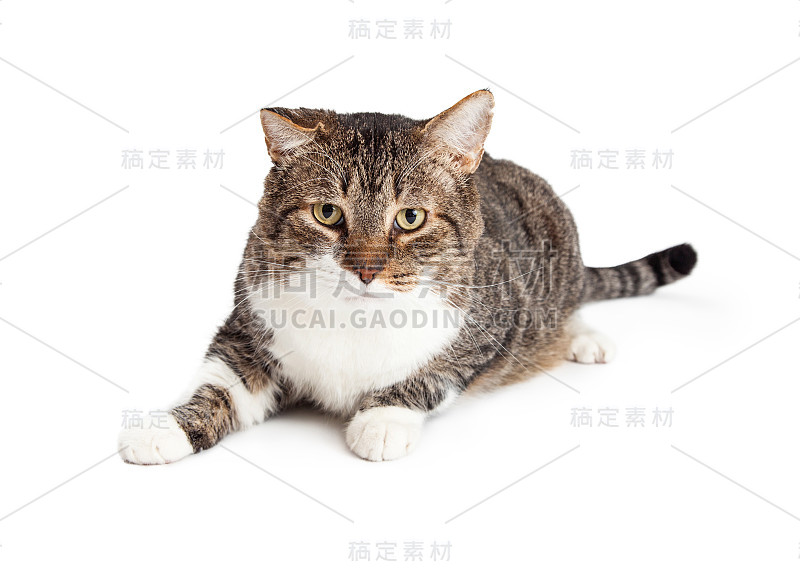 成年虎斑猫向前躺着