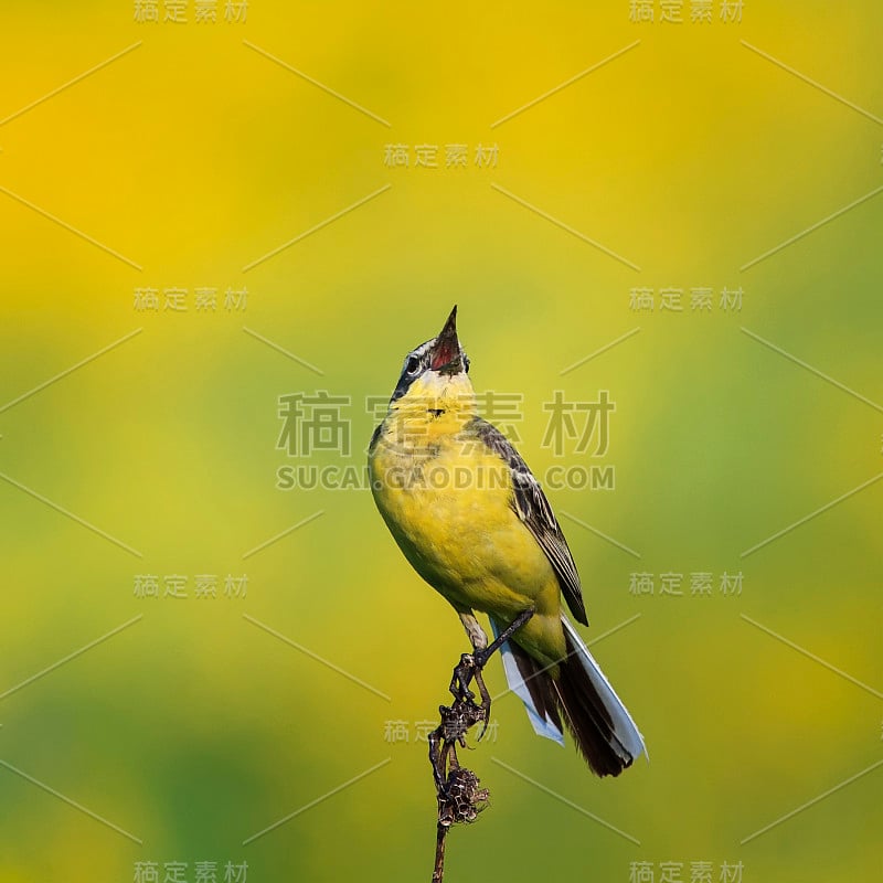 美丽明亮的黄色鹡鸰在夏日阳光照耀的草地上歌唱