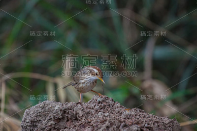 大自然中美丽的鸟，吹喉咙的胡伯乐