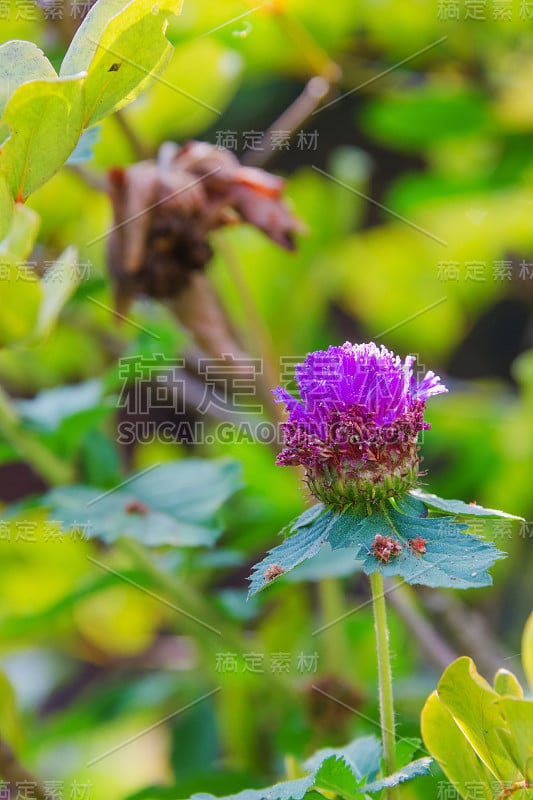 粉红色的花花