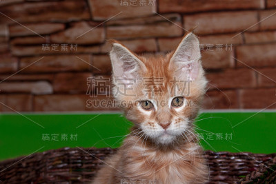 小猫姜缅因正坐在柳条篮子里。两个月大。