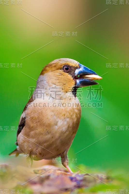 可爱的小鸟Hawfinch。哈芬雀正在地上进食。绿色的自然背景。鸟:蜡嘴雀。Coccothraust