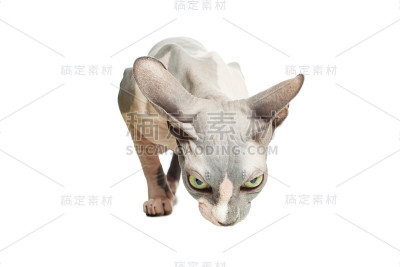 无毛猫孤立在白色背景