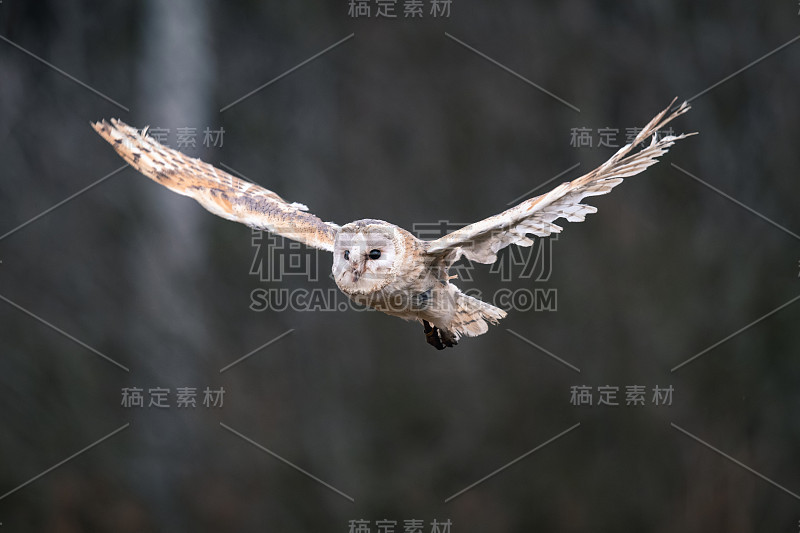 飞行中的小猫头鹰(Tieto Alba)