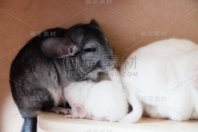 小白栗鼠吸妈妈的奶