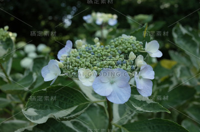 浅蓝色的绣球花