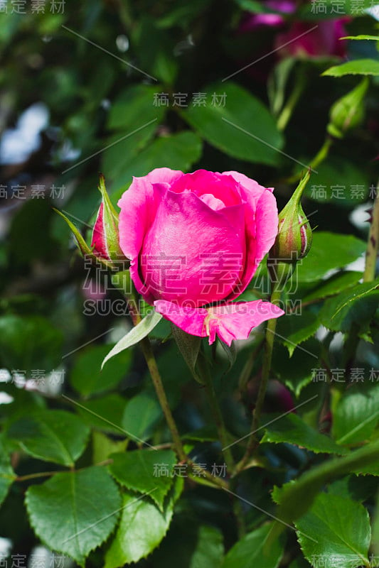 美丽的粉红玫瑰盛开在初夏时间