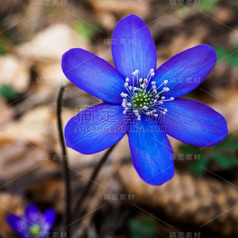 Hepatica