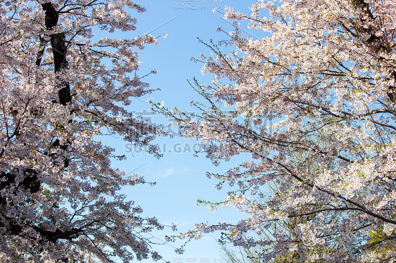 樱花盛开的蓝天，旭山公园，东京，日本。