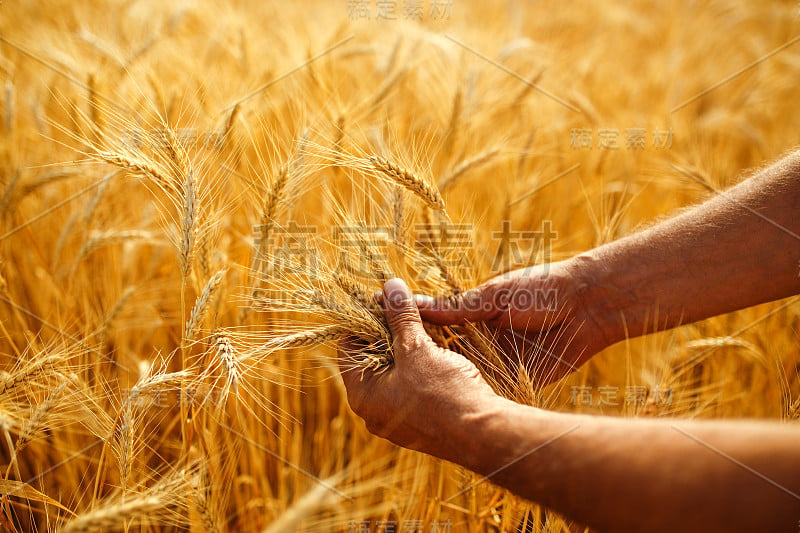 一个农民手里拿着小麦芽。农民在田间巡视小麦作物。