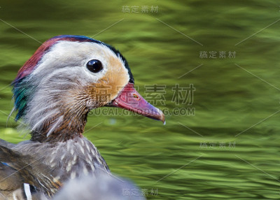 鸳鸯