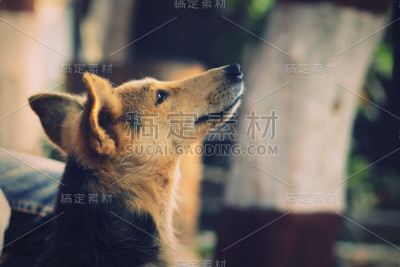 狗坐在