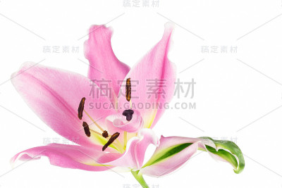 不完全粉百合
