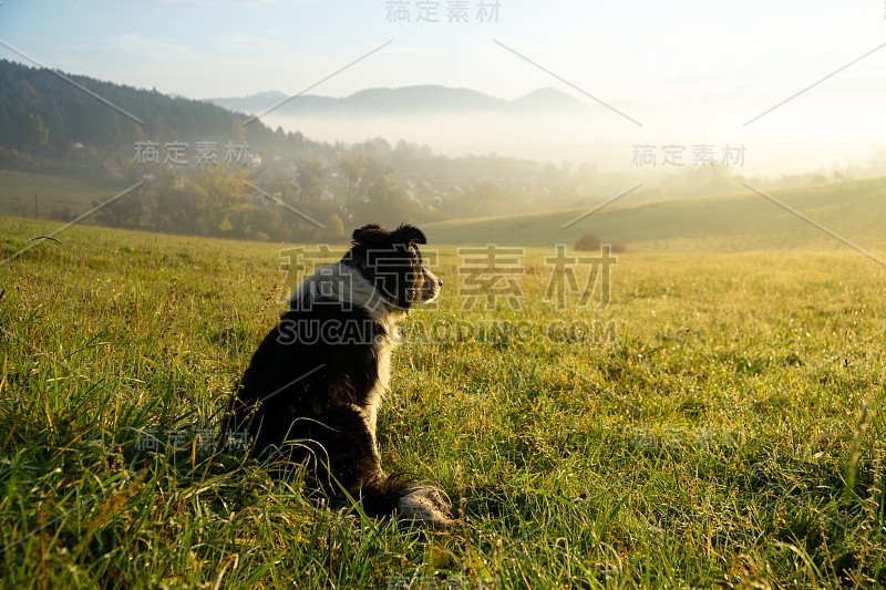 日出时分，可爱的小牧羊犬在草地上。