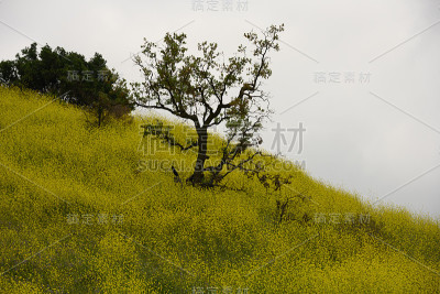黄花覆盖的山丘