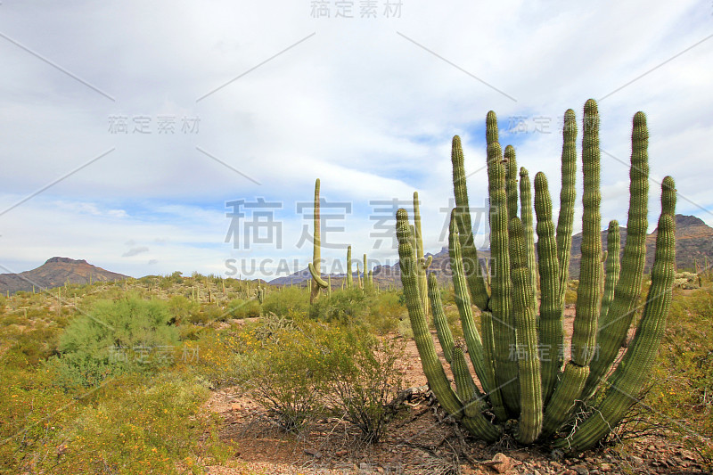 管风琴管和撒瓜罗仙人掌在管风琴管仙人掌国家纪念碑，亚利桑那州，美国