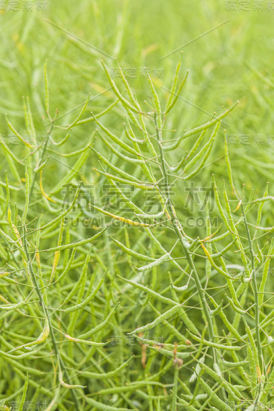 成熟的油菜田。