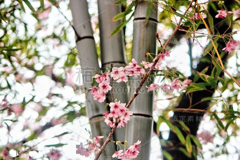 樱花盛开在韩国釜山Baehwa学校