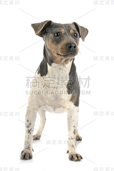 巴西梗