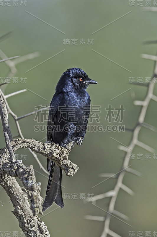 叉尾卷尾燕，也叫普通卷尾燕、非洲卷尾燕或稀树大草原卷尾燕(Dicrurus adsimilis)，坦