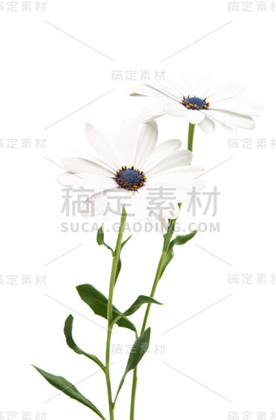 骨乳花雏菊分离