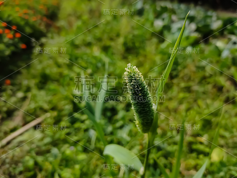 蝴蝶兰是原产于北非、欧洲和南亚的一种草。丛草被广泛移植到其他地方。