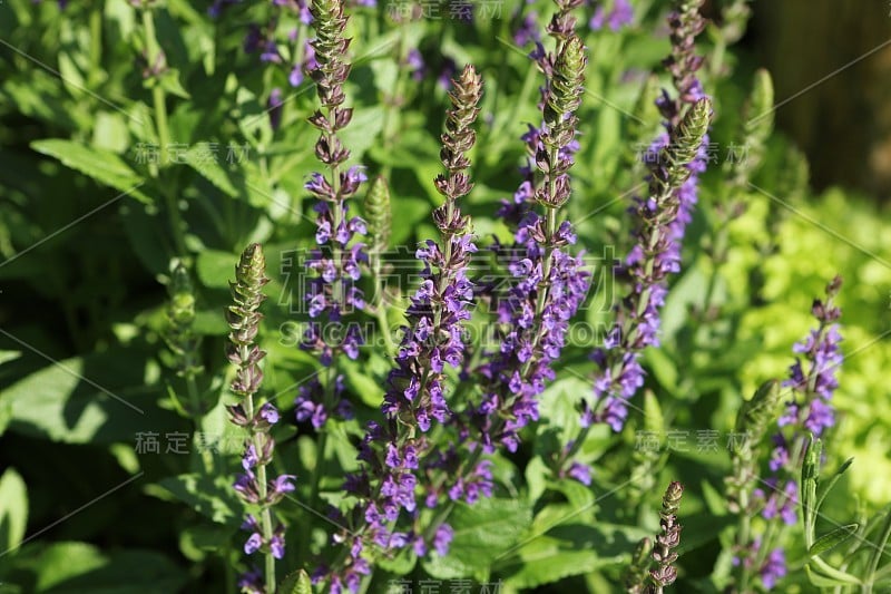 鼠尾草或鼠尾草的蓝色花和芽