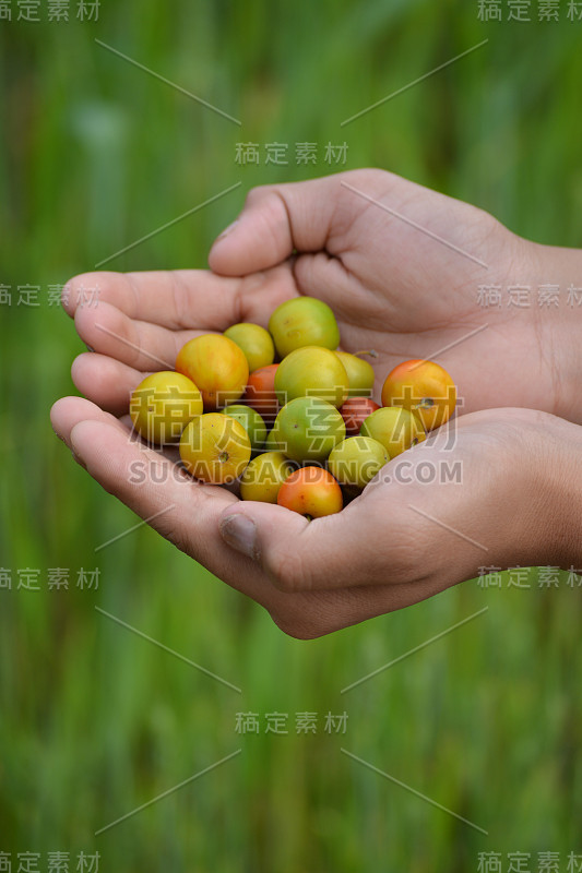 印度枣子或毛利提亚那在田间