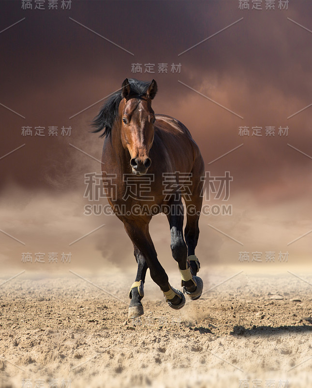 栗色马在乌云和尘土的背景下向前奔跑