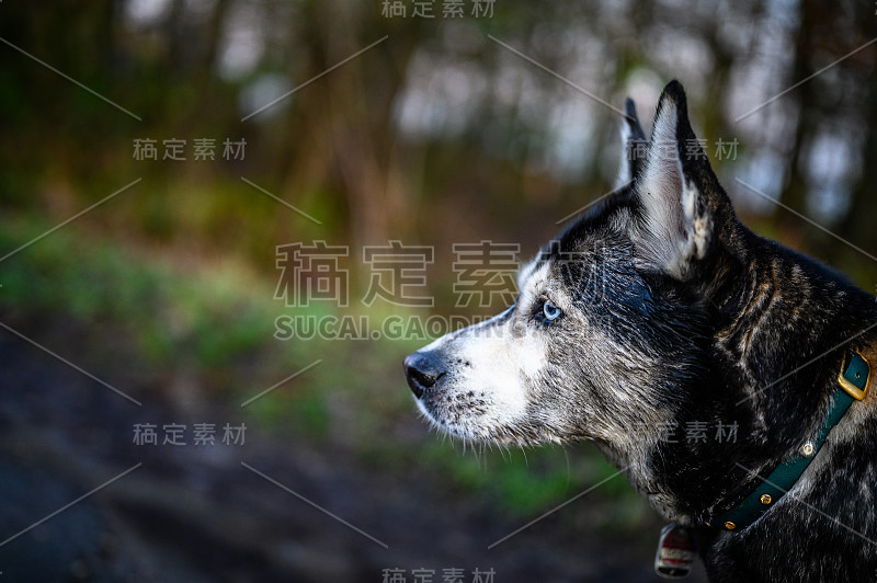 沙哑的