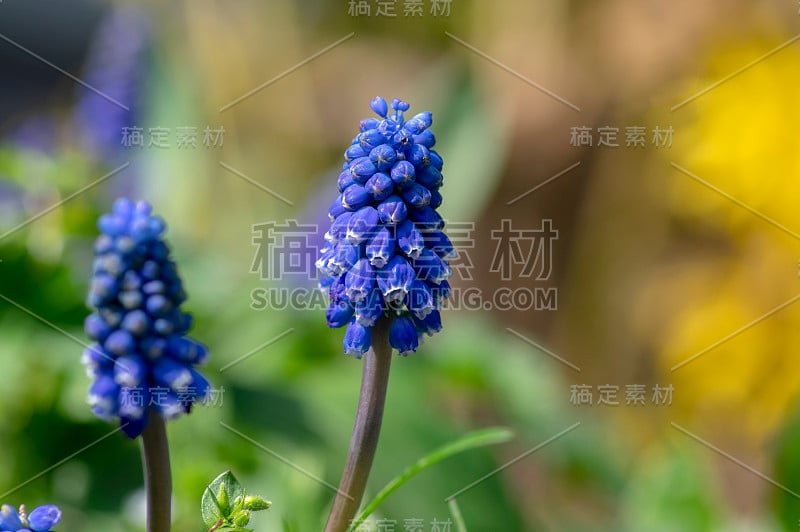 杏树开花植物，蓝色的春天球茎葡萄风信子花在花园里盛开