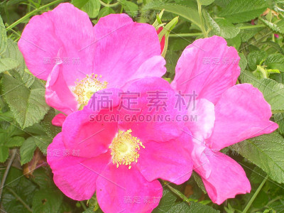 野玫瑰