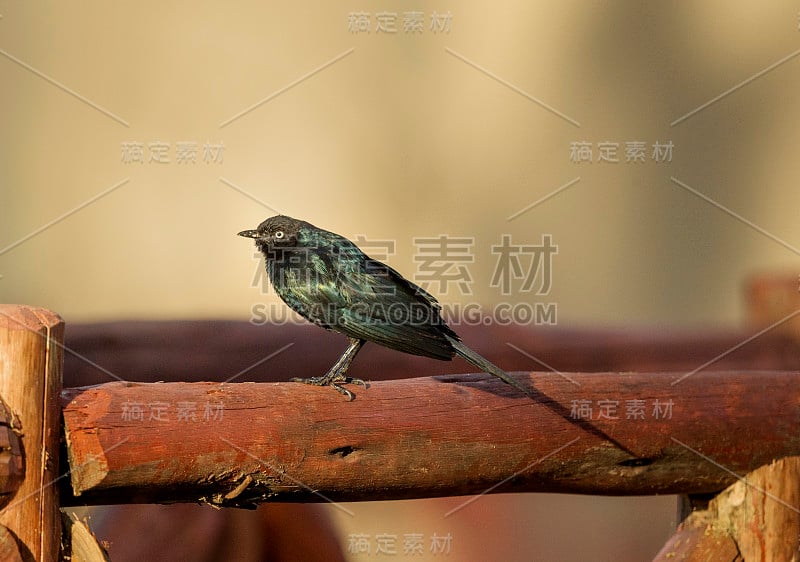 紫鳞椋鸟，又名鲁佩尔有光泽的八哥，紫鳞煌翅目，马赛马拉，非洲