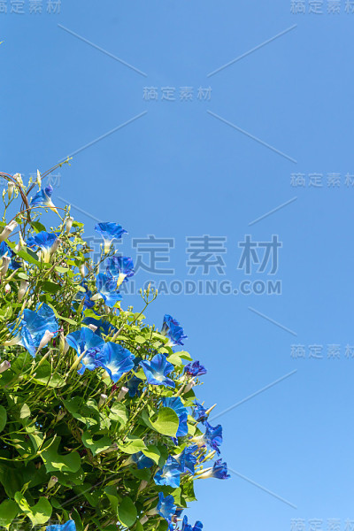 牵牛花剂蓝天